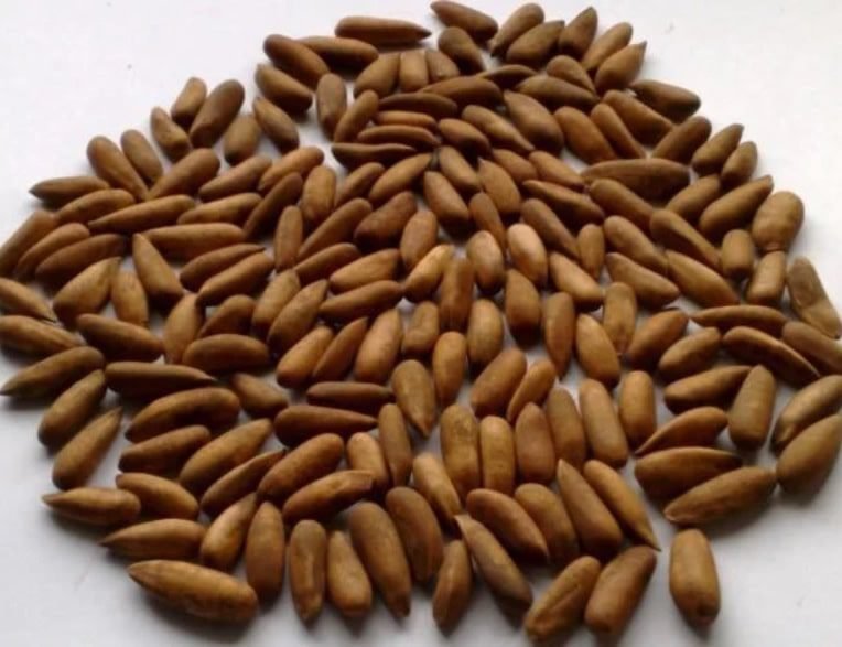 Afghan Iran High Quality Chilgoza